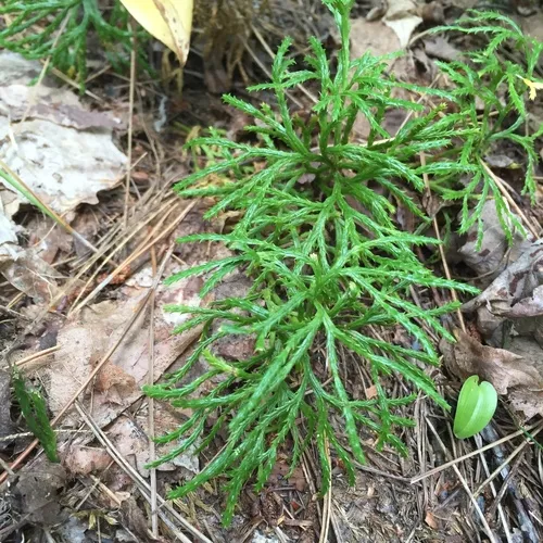 northern ground-cedar