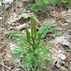 flat-branched tree-clubmoss thumbnail 3