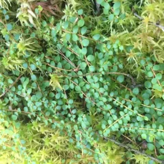 creeping snowberry thumbnail 2