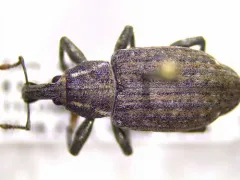 Lepyrus palustris thumbnail 2