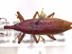 Lixus rubellus thumbnail 3