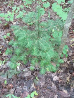 Balsam gall midge thumbnail 4