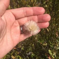 tawny cottongrass thumbnail 2