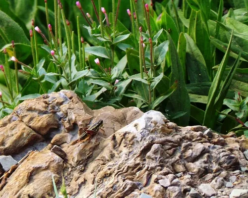 Buckell's Timberline Grasshopper