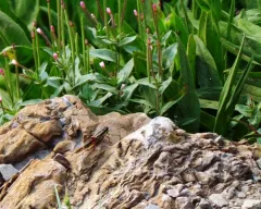 Buckell's Timberline Grasshopper thumbnail 1