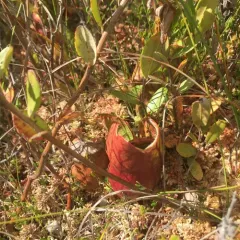 purple pitcher plant thumbnail 2