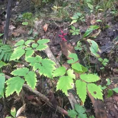 white baneberry thumbnail 3