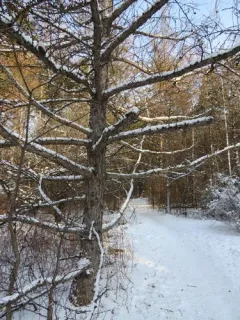 Japanese larch thumbnail 1