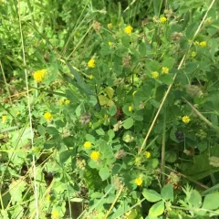 Black Medick thumbnail 3