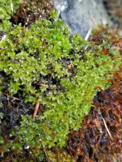 Ribbed Candlesnuffer Moss thumbnail 3
