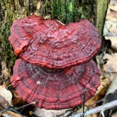 Ganoderma sessile thumbnail 3