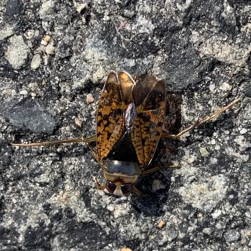 Notonecta irrorata