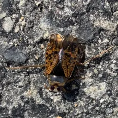 Notonecta irrorata thumbnail 1