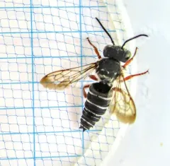 Eight-toothed Cuckoo Leaf-cutter Bee thumbnail 1