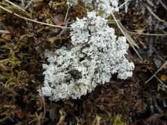 Alpine Foam Lichen thumbnail 3