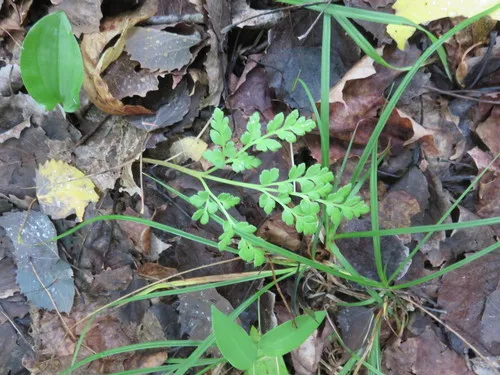 St. Lawrence grapefern