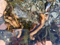 Alcyonidium pachydermatum thumbnail 2