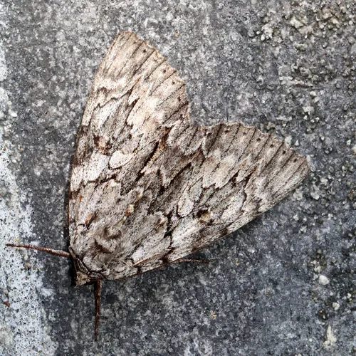 Youthful Underwing