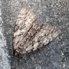 Youthful Underwing thumbnail 1