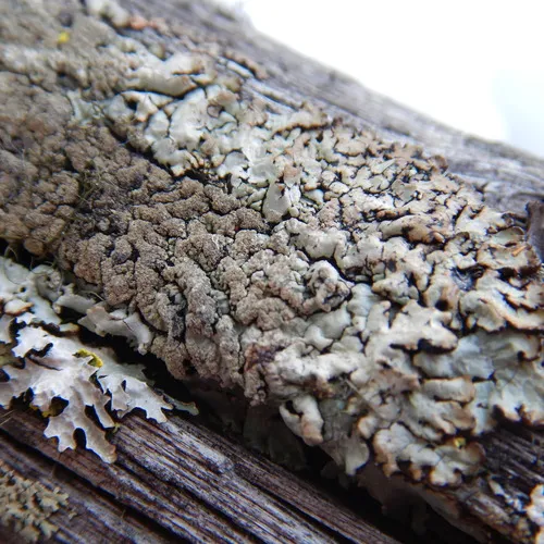 Varnished Tube Lichen