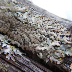 Varnished Tube Lichen thumbnail 1