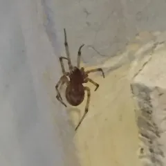Common House Spider thumbnail 2