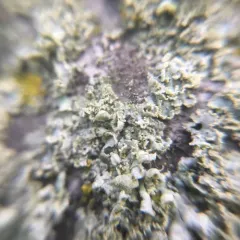 rosette lichen thumbnail 4