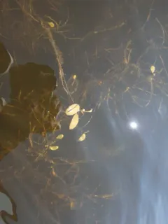 Vasey's Pondweed thumbnail 2