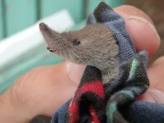 American Pygmy Shrew thumbnail 3