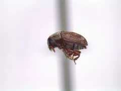 Hylesinus criddlei thumbnail 3
