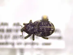 Gerstaeckeria basalis thumbnail 2