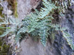 Coastal Lip Fern thumbnail 4