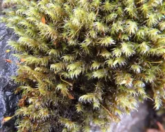 Lesser Fringe-moss thumbnail 3