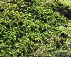 Radula bolanderi thumbnail 2