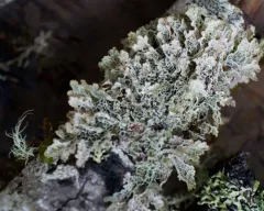 Platismatia lacunosa thumbnail 2