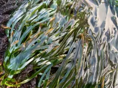Serrulate Surfgrass thumbnail 3