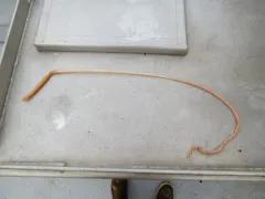 Willemoes’s Sea Whip thumbnail 4