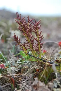 Alaska Bog Willow thumbnail 2