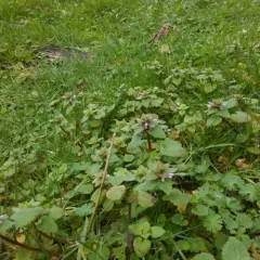red deadnettle thumbnail 1
