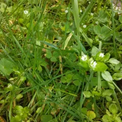 common chickweed thumbnail 2
