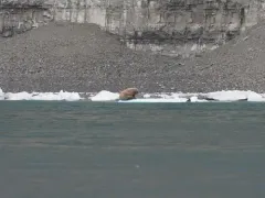 Walrus thumbnail 1