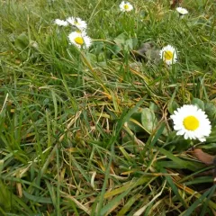 Lawn daisy thumbnail 2