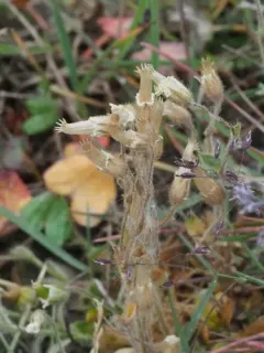 Arctic Chickweed thumbnail 1