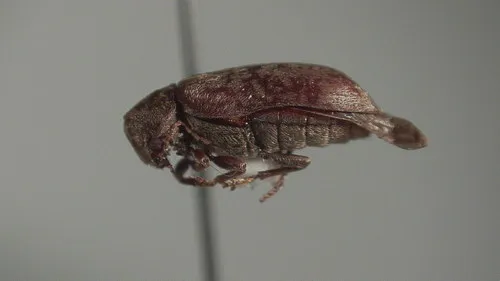 Gaspé Death-watch Beetle