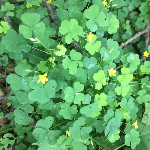 Creeping Woodsorrel