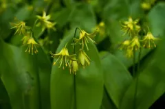 bluebead lily thumbnail 2