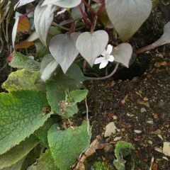 Candy Flower thumbnail 2