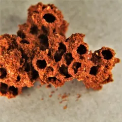 Drugstore Beetle thumbnail 4