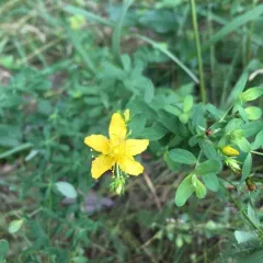 Common St. John's Wort thumbnail 3