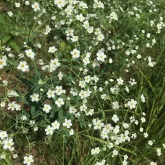 flowering spurge thumbnail 3